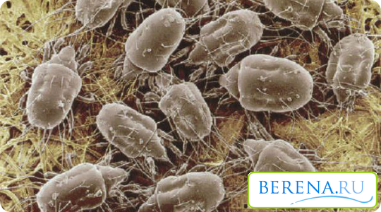 Большинство приступов сухого кашля в домашних условиях возникают из-за наличия пыли (и клещей в ней)