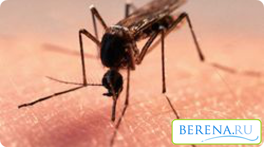 Комары предпочитают кусать маленьких детей, ведь у них кожа нежнее, чем у взрослых