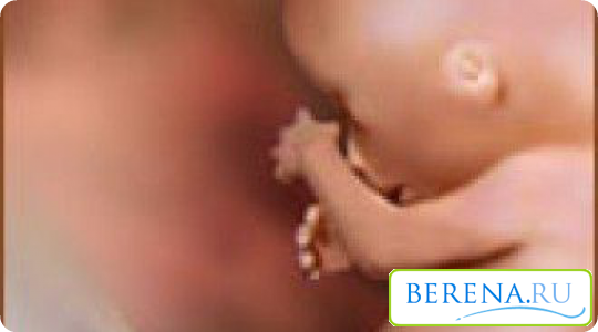 Низкий живот в первом триместре беременности может свидетельствовать о низком прикреплении плаценты и плода в матке