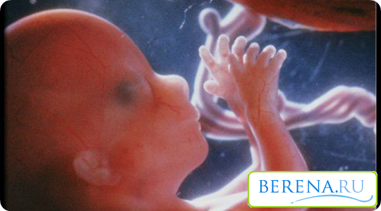 Второй триместр беременности характеризуется активным ростом плода в утробе матери: он начинает толкаться и питается через плаценту