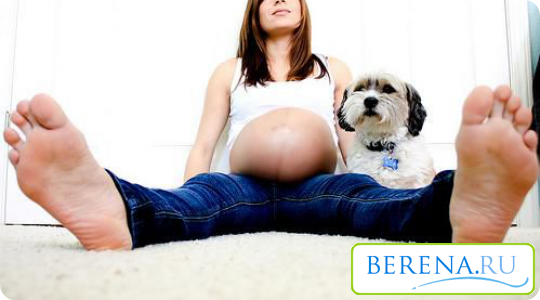 Общение с животными в период беременности лучше всего свести к минимуму