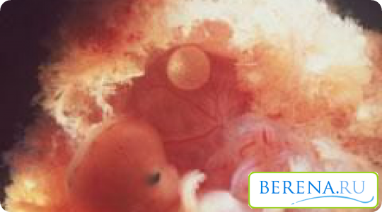 В первом триместре беременности происходит закладка и формирование важных для жизни будущего малыша органов и систем